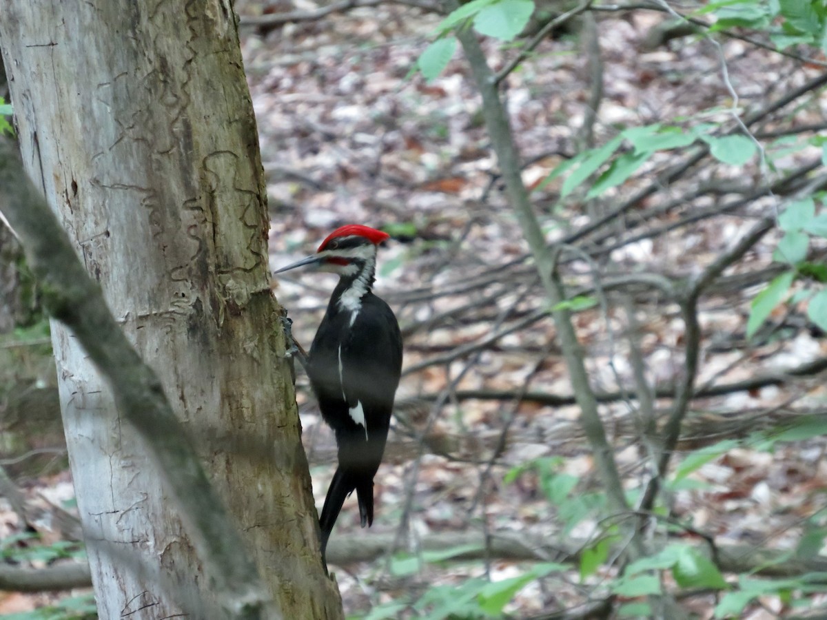 Pileated Woodpecker - ML620177525