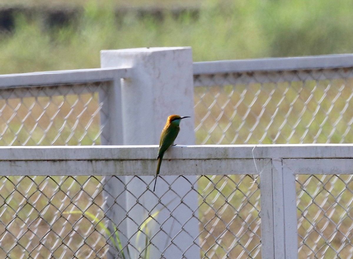 Asian Green Bee-eater - ML620177527