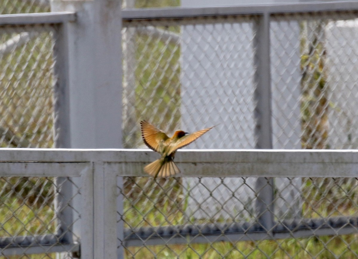 Asian Green Bee-eater - ML620177528