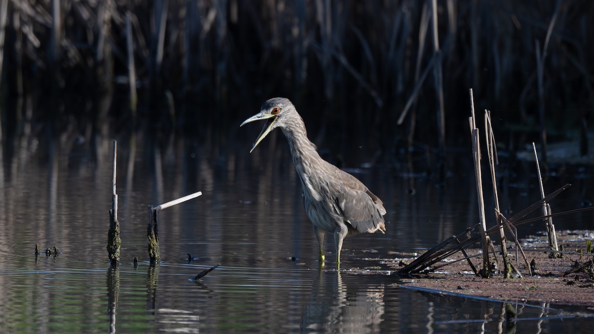 Black-crowned Night Heron - ML620177532