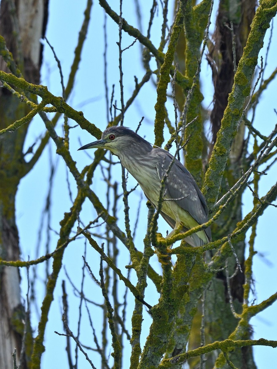 Black-crowned Night Heron - ML620177534