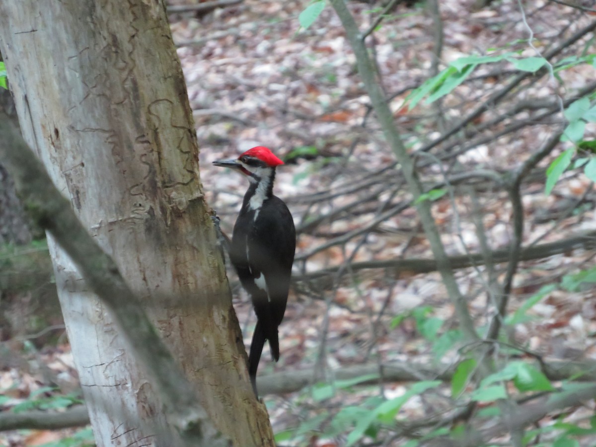 Pileated Woodpecker - ML620177535