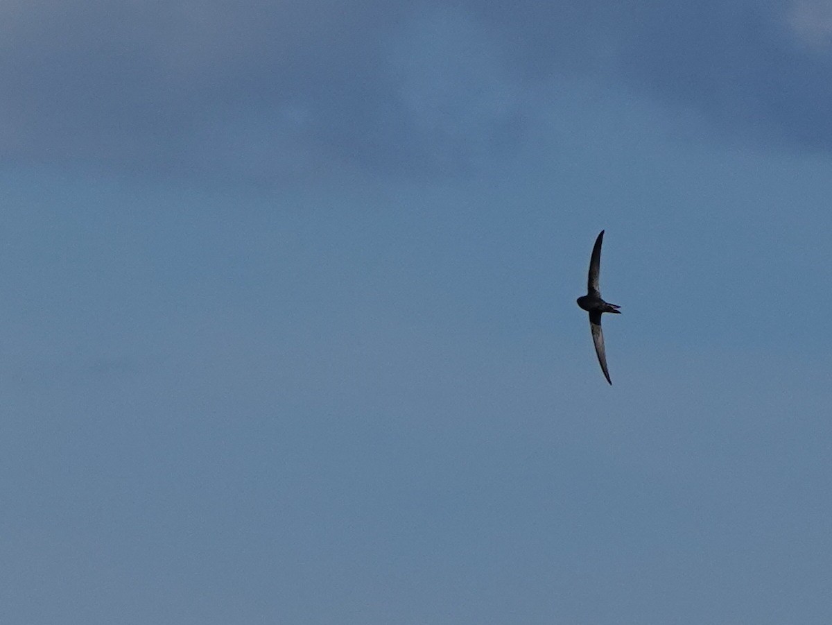 Common Swift - ML620177539