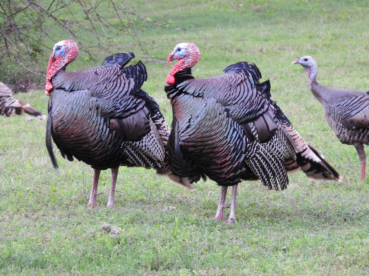 Wild Turkey - ML620177540