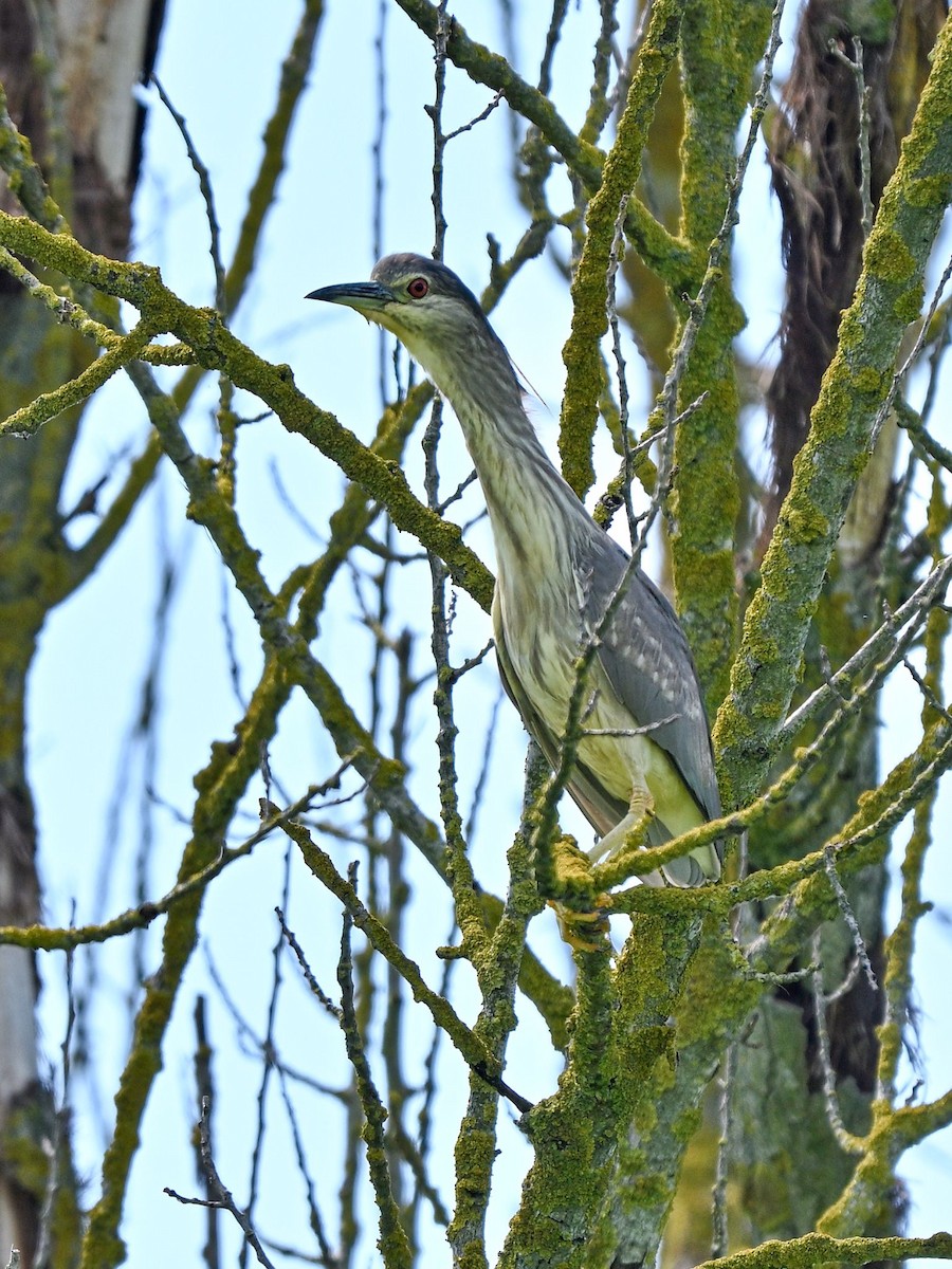 Black-crowned Night Heron - ML620177541