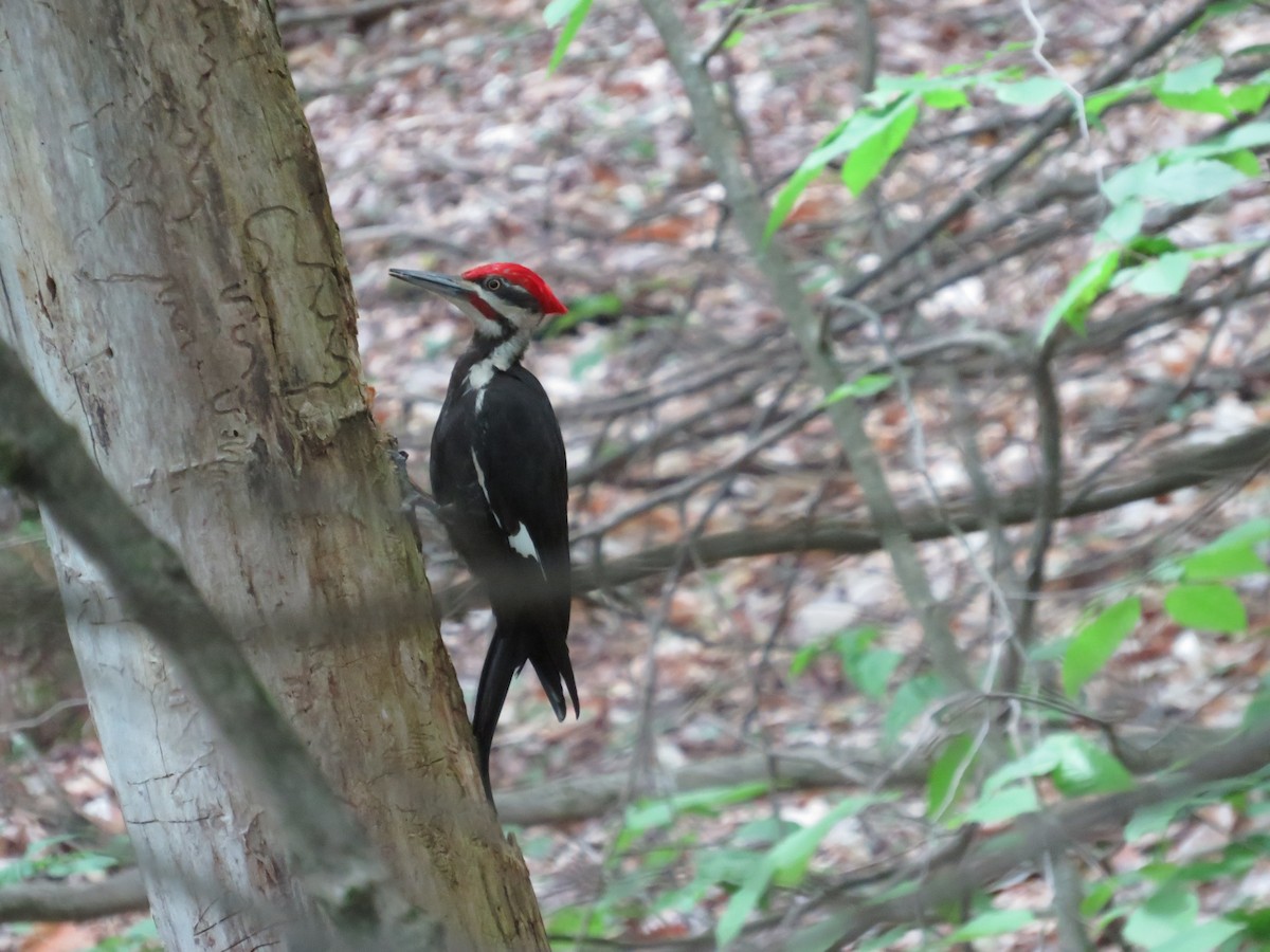 Pileated Woodpecker - ML620177548