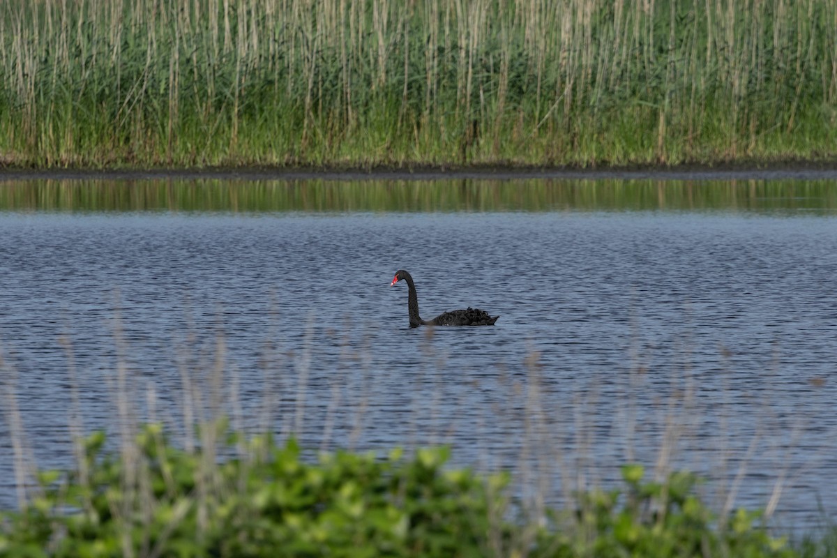 Black Swan - ML620177549