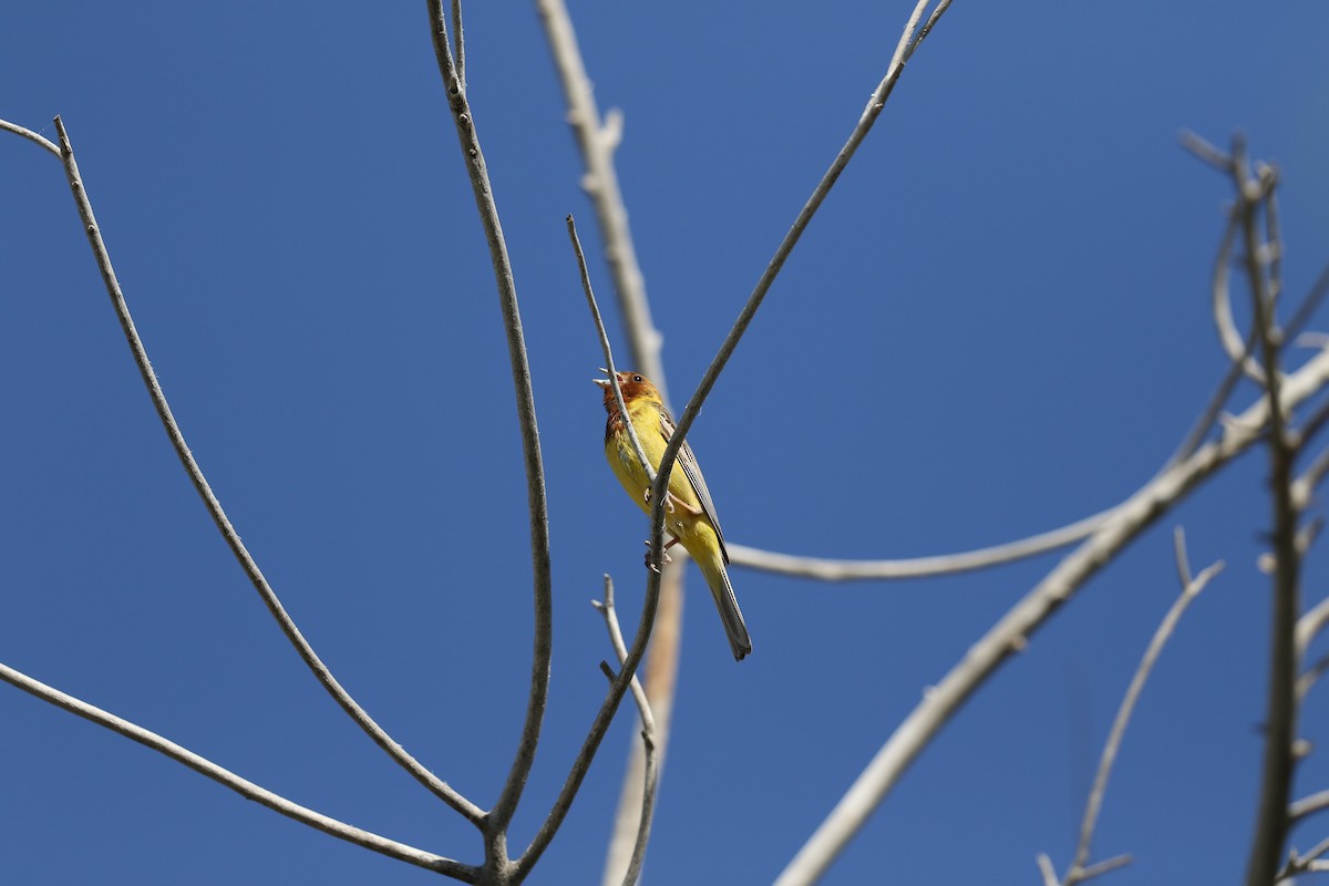 Red-headed Bunting - ML620177551