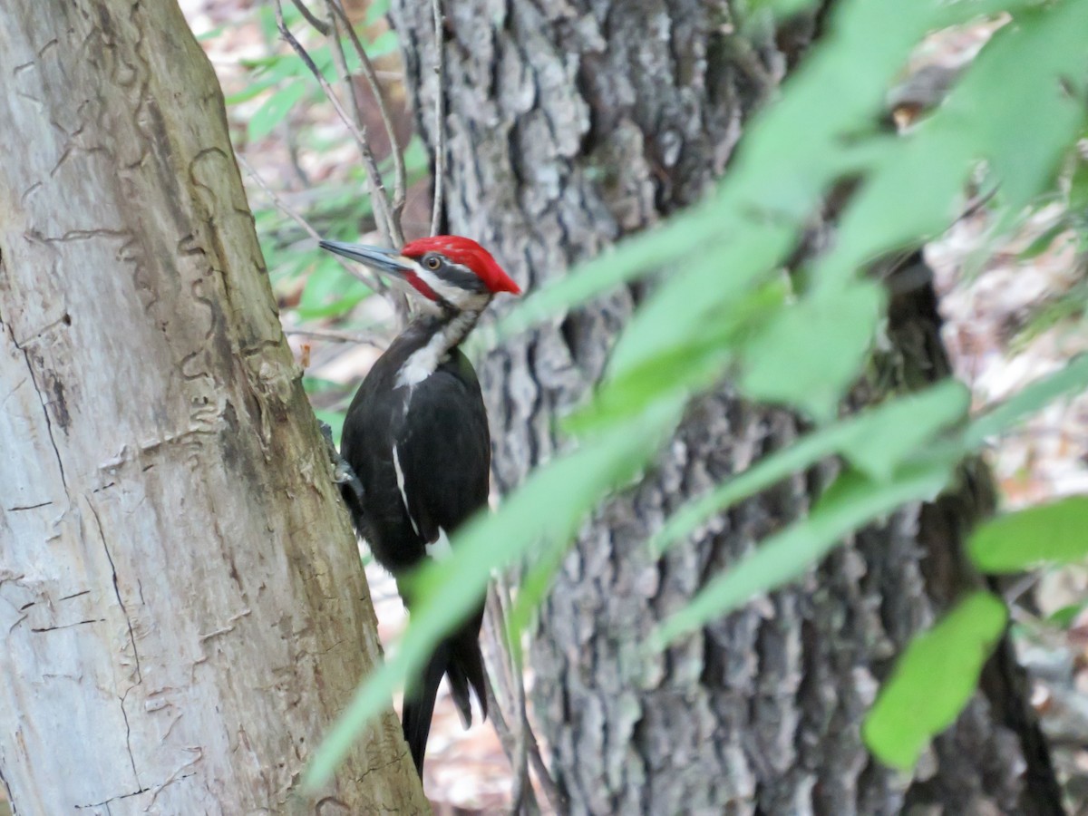 Pileated Woodpecker - ML620177553