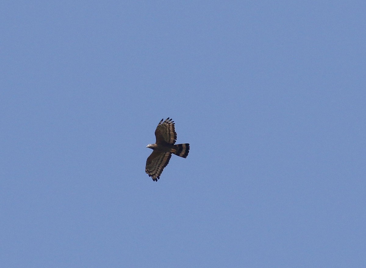 Oriental Honey-buzzard - ML620177556