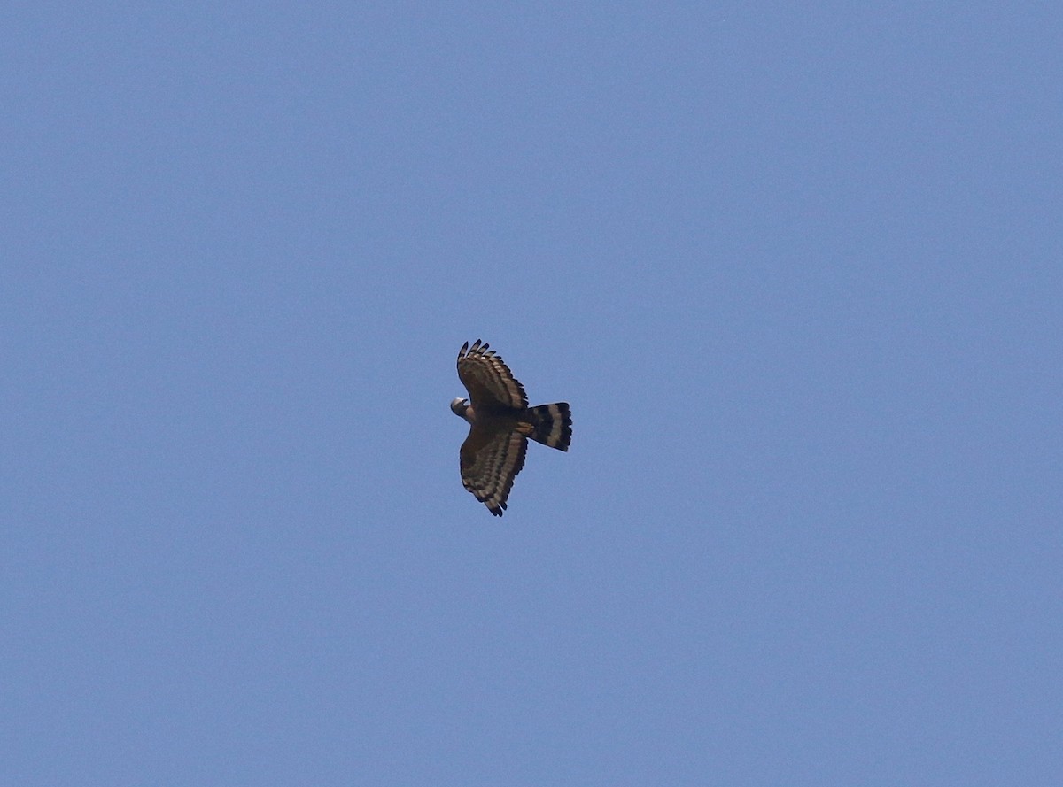 Oriental Honey-buzzard - ML620177557