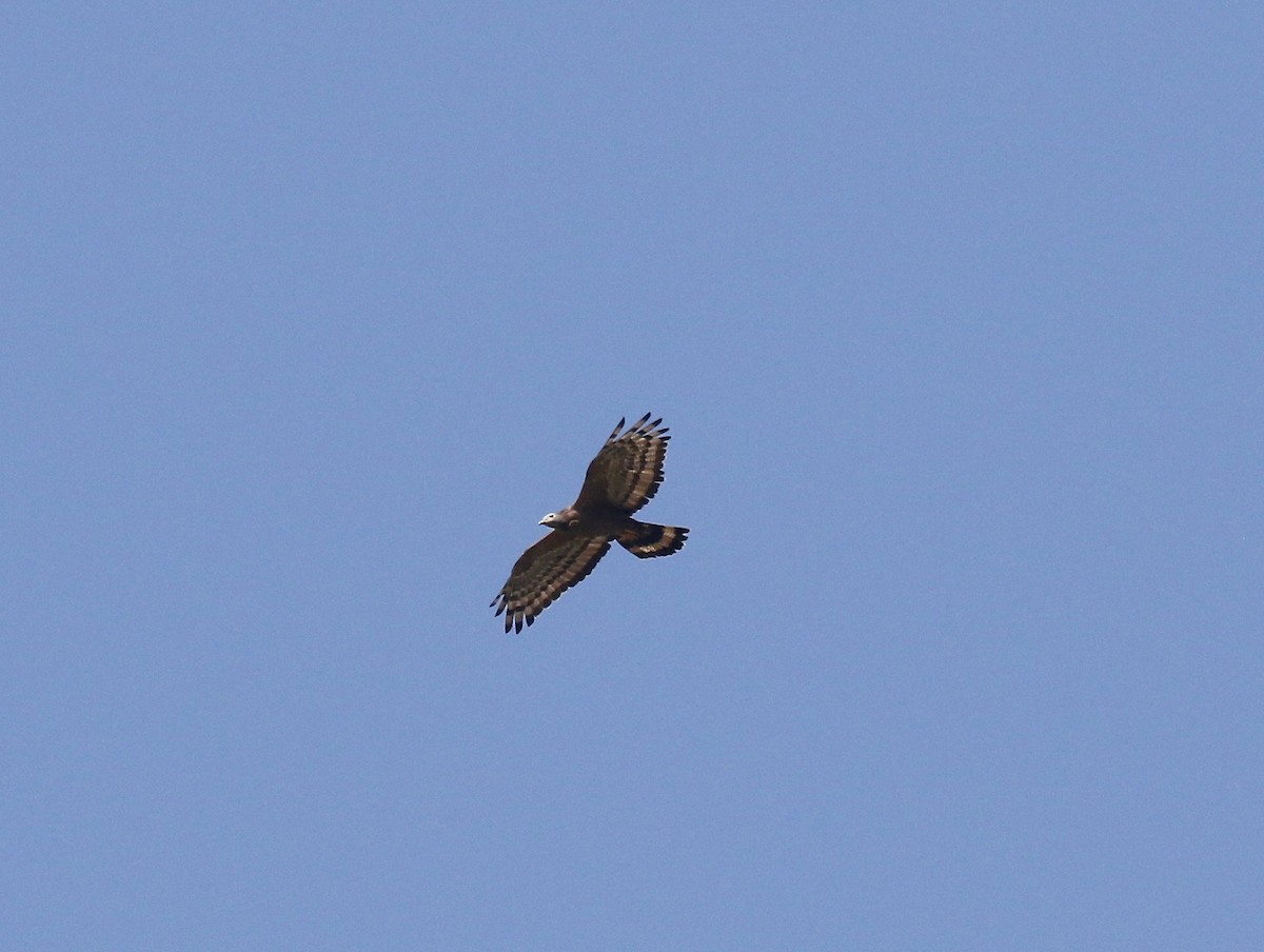 Oriental Honey-buzzard - ML620177558