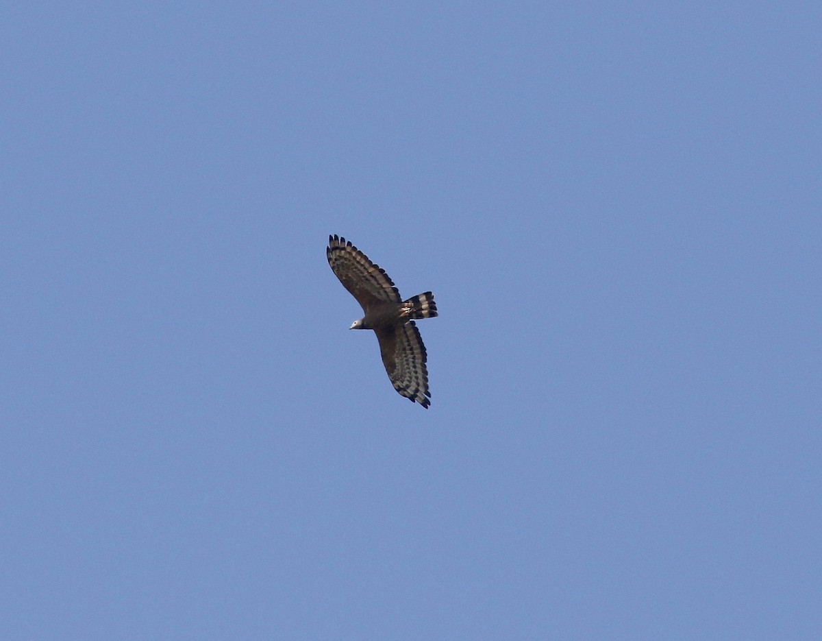 Oriental Honey-buzzard - ML620177559