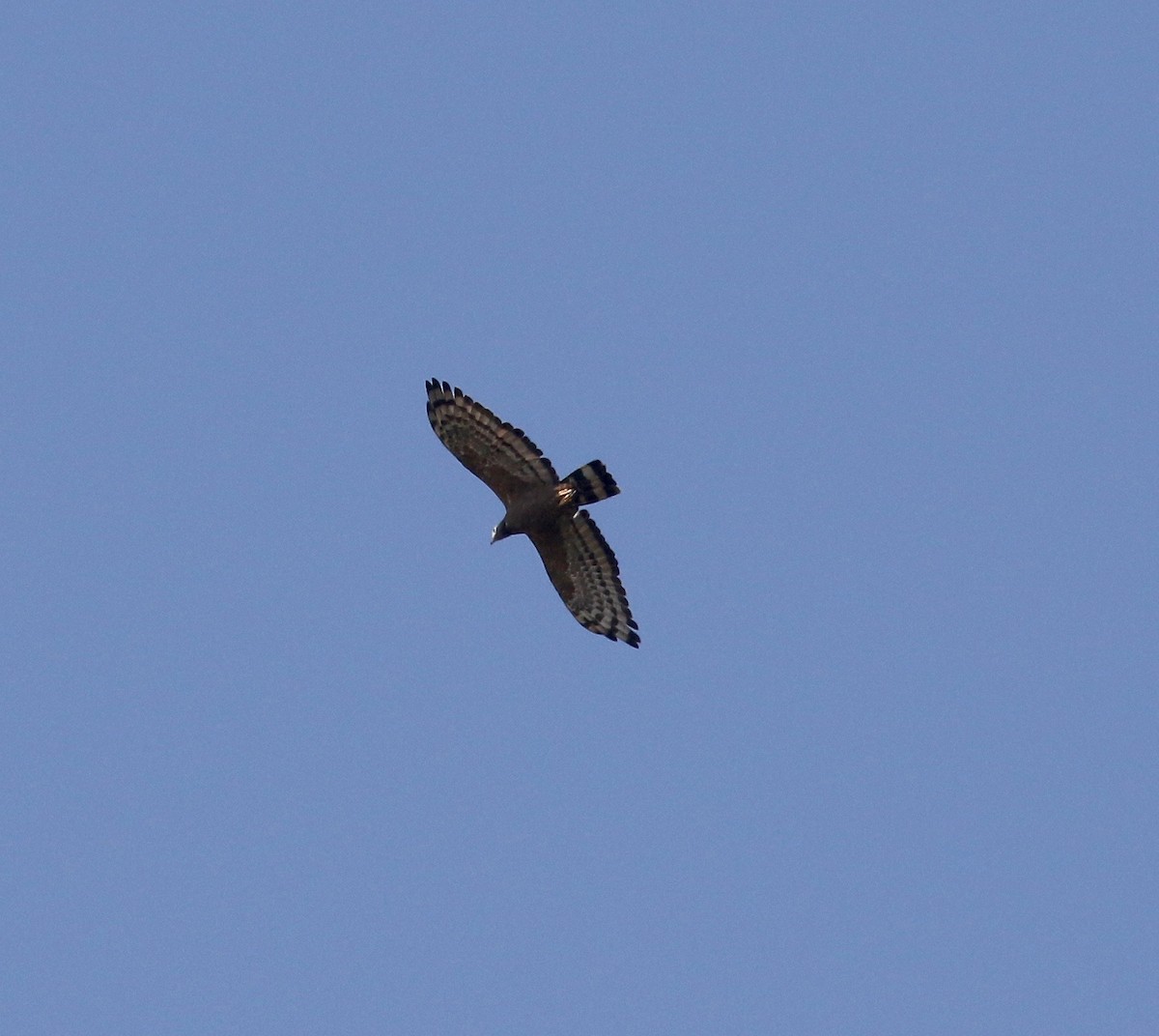 Oriental Honey-buzzard - ML620177560