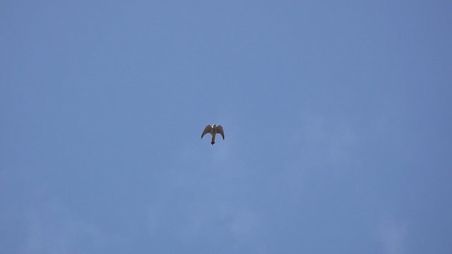 Eurasian Kestrel - ML620177567