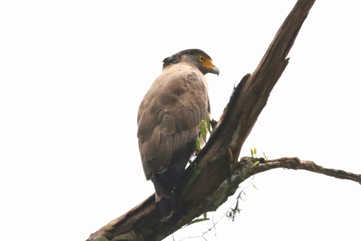 Crested Serpent-Eagle - ML620177568