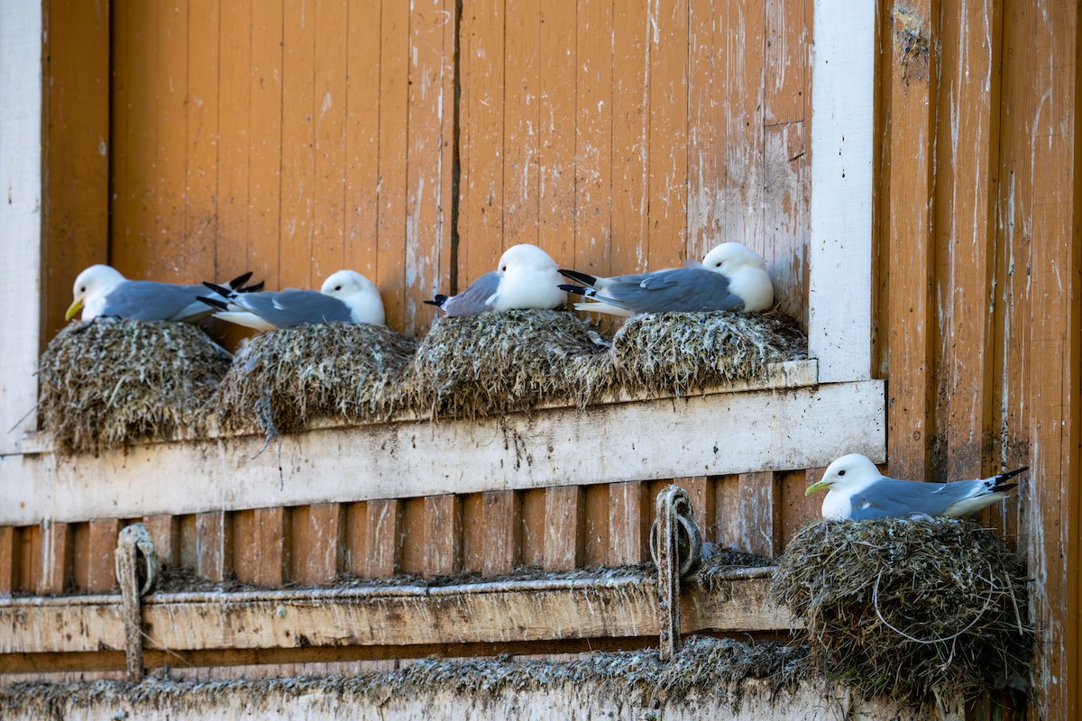 Black-legged Kittiwake - Herb Elliott