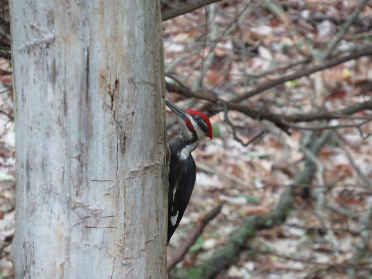 Pileated Woodpecker - ML620177584