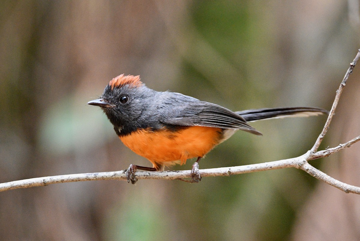 Slate-throated Redstart - ML620177587