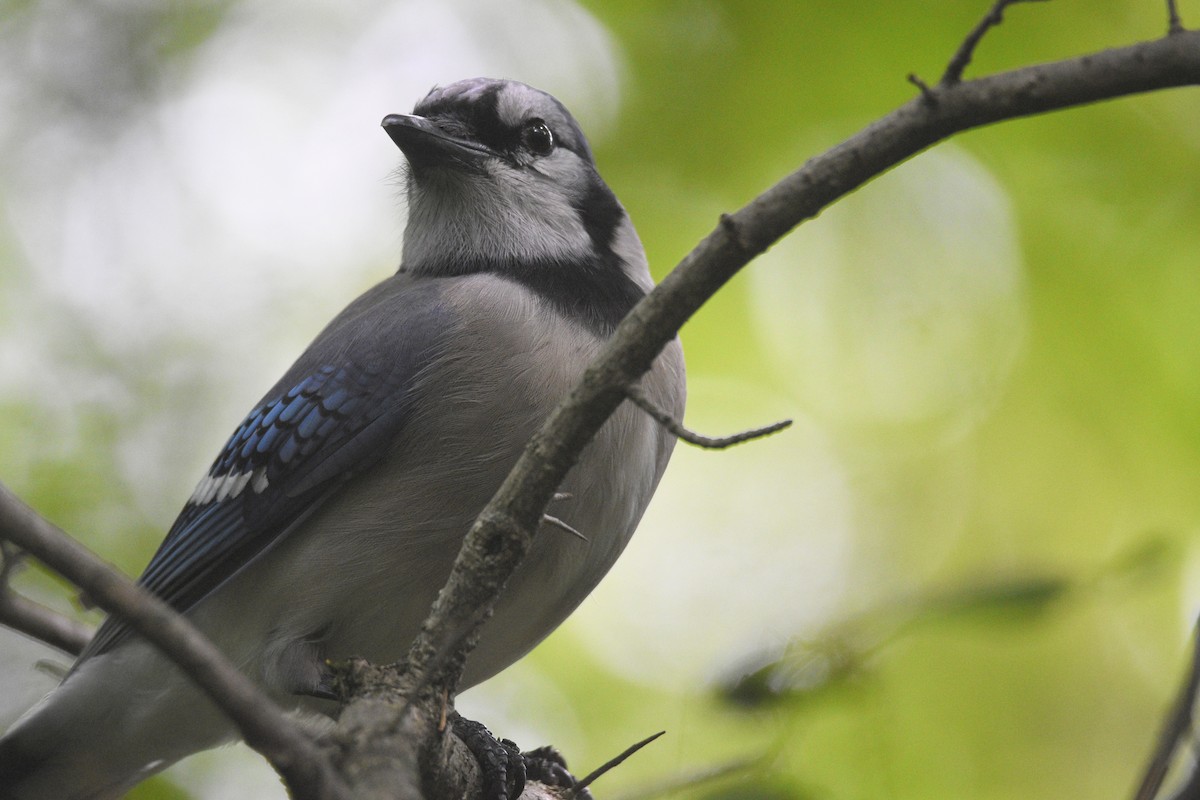 Blue Jay - ML620177621