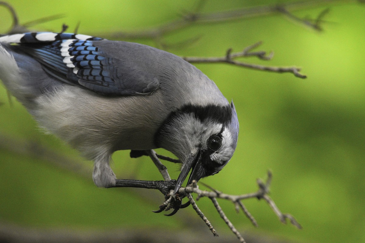 Blue Jay - ML620177623