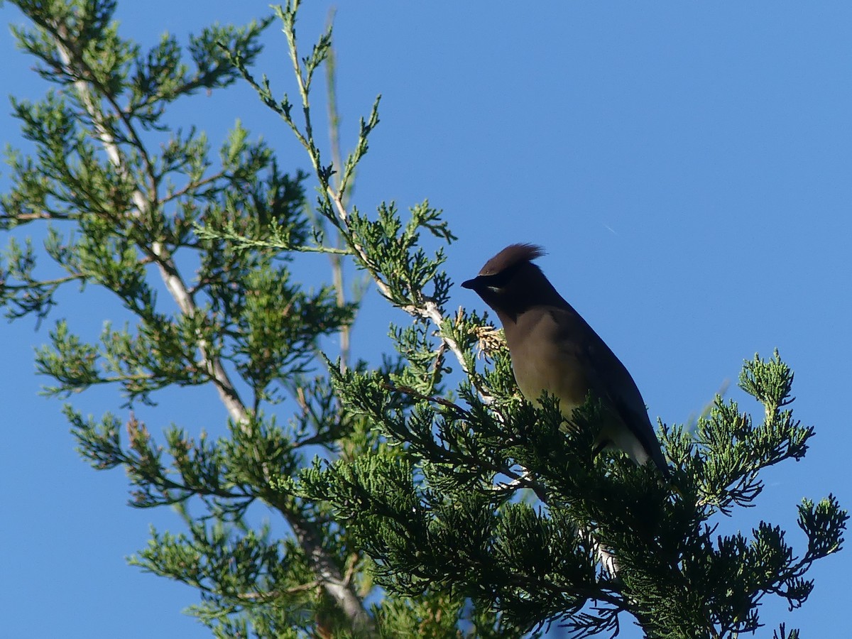 Cedar Waxwing - ML620177624