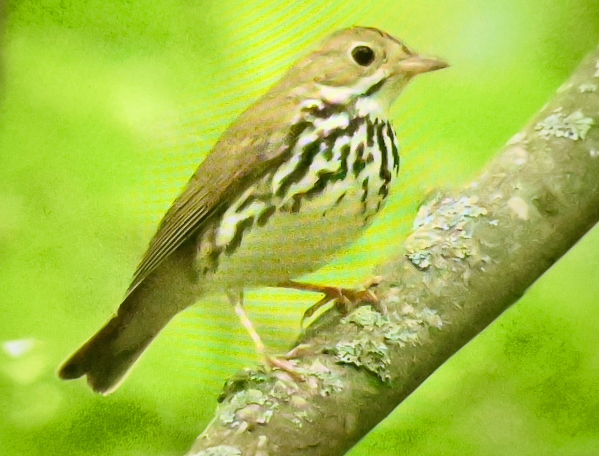 Ovenbird - ML620177626