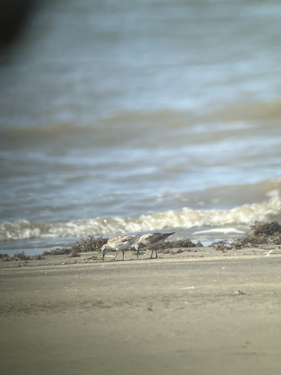 Red Knot - ML620177627