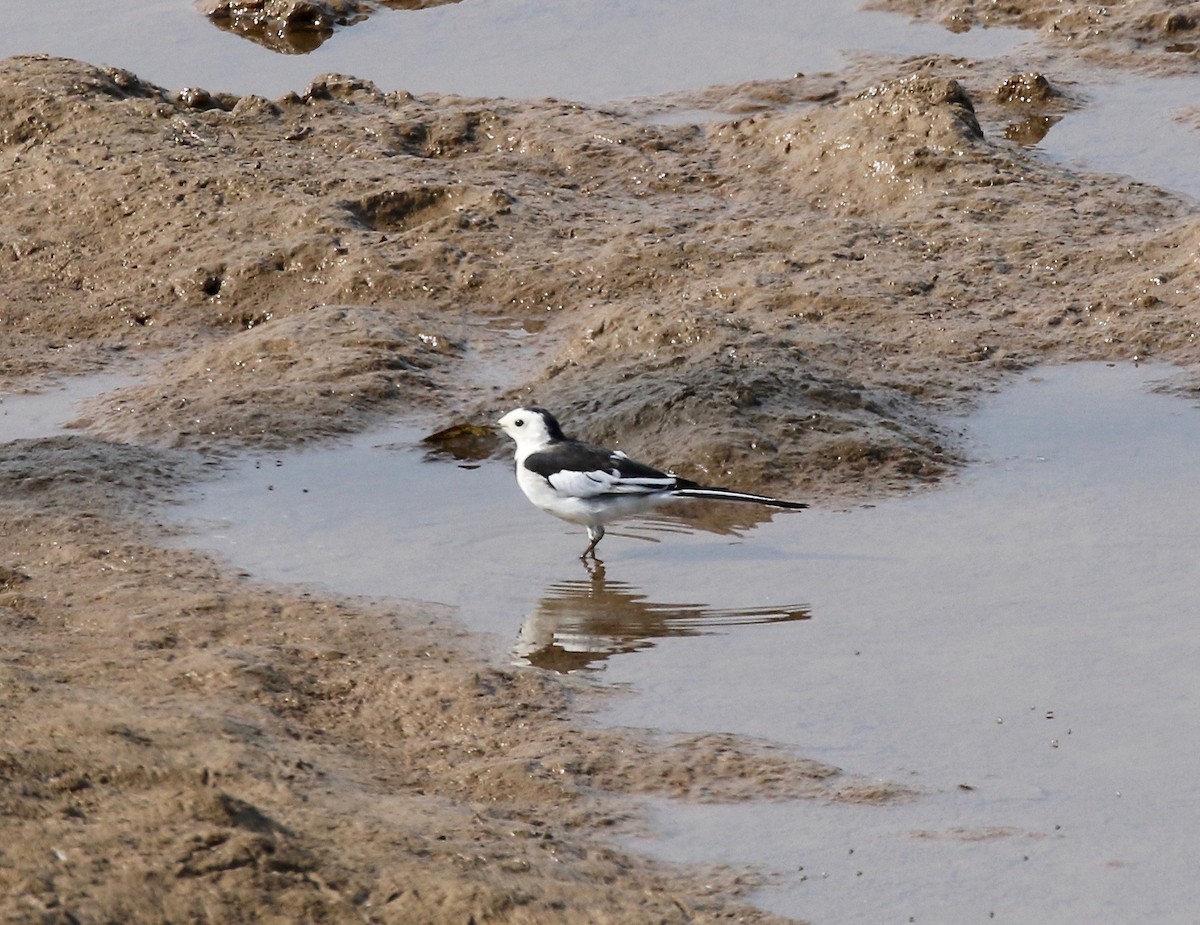 White Wagtail - ML620177631