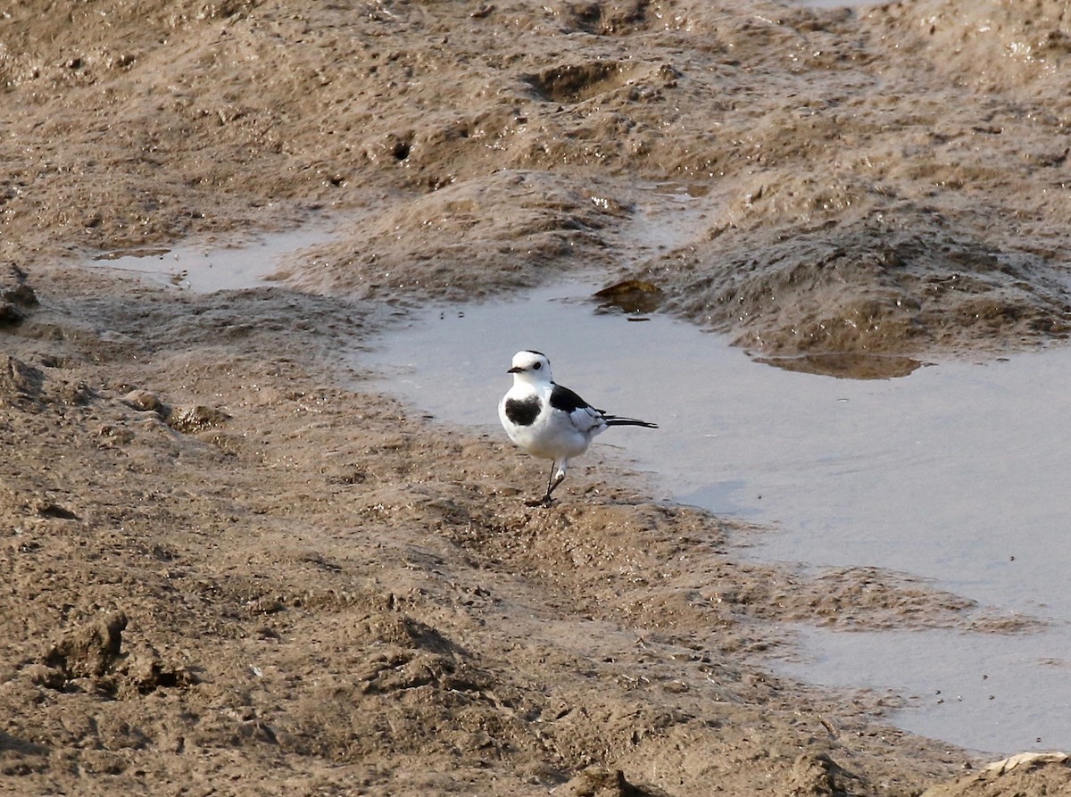 White Wagtail - ML620177634