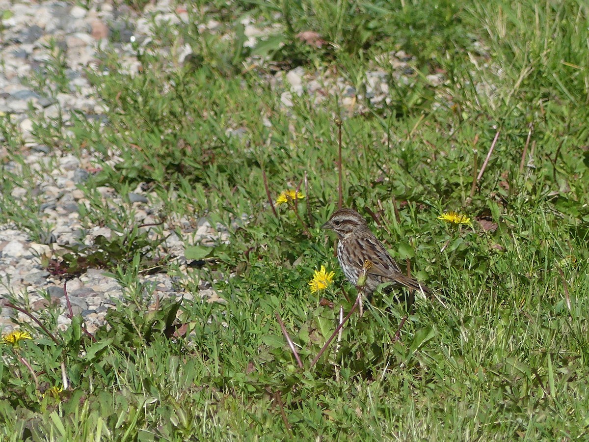 Song Sparrow - ML620177640