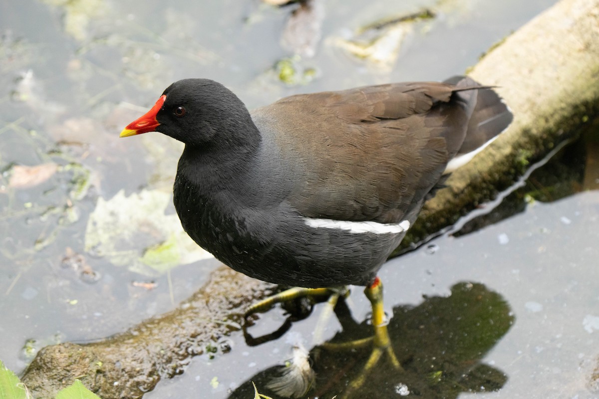 Gallinule poule-d'eau - ML620177641