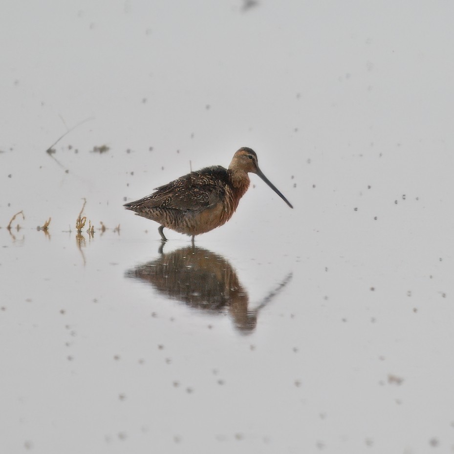 Long-billed Dowitcher - ML620177643
