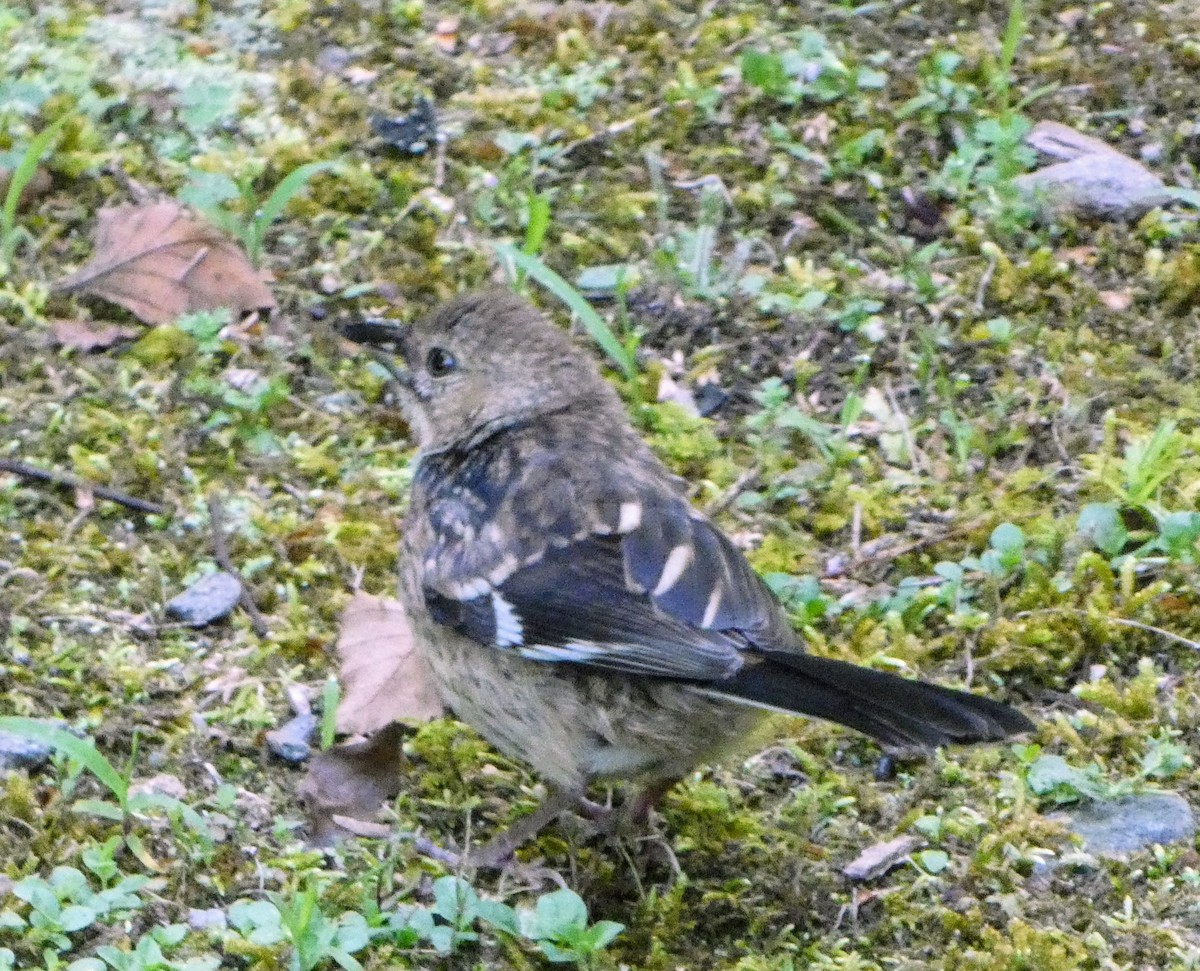 Eastern Towhee - ML620177646