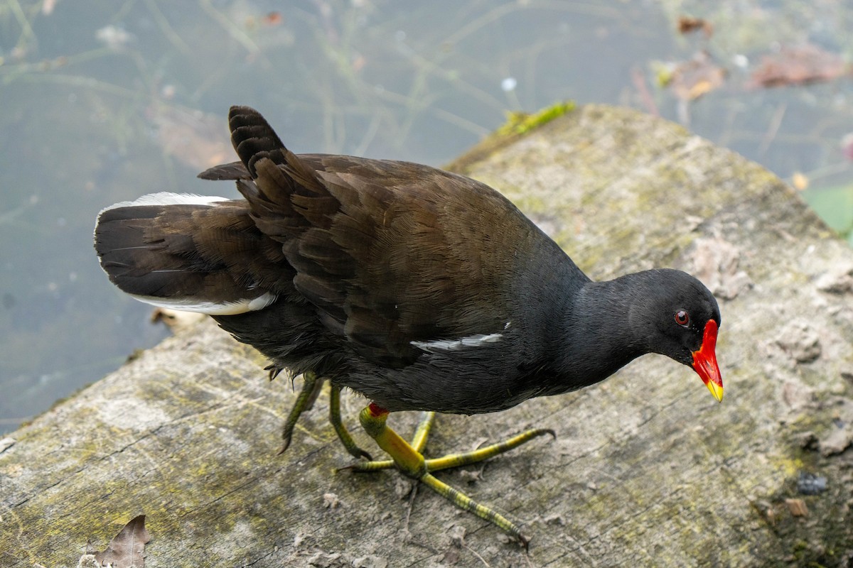 Gallinule poule-d'eau - ML620177649