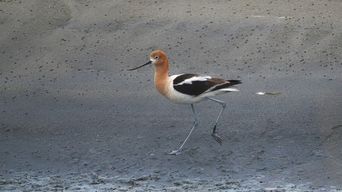 Avocette d'Amérique - ML620177651