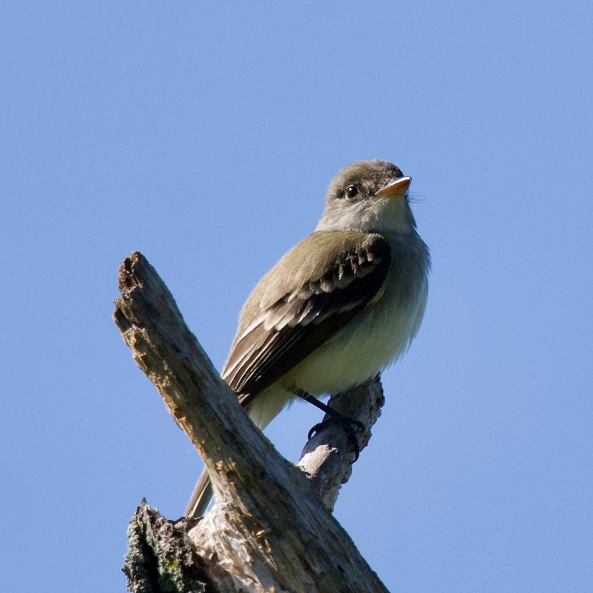 Willow Flycatcher - ML620177659