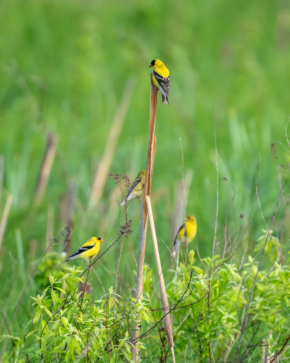 American Goldfinch - ML620177665