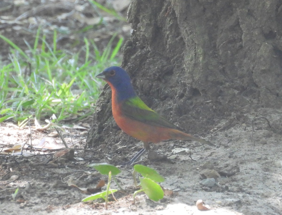 Painted Bunting - ML620177668