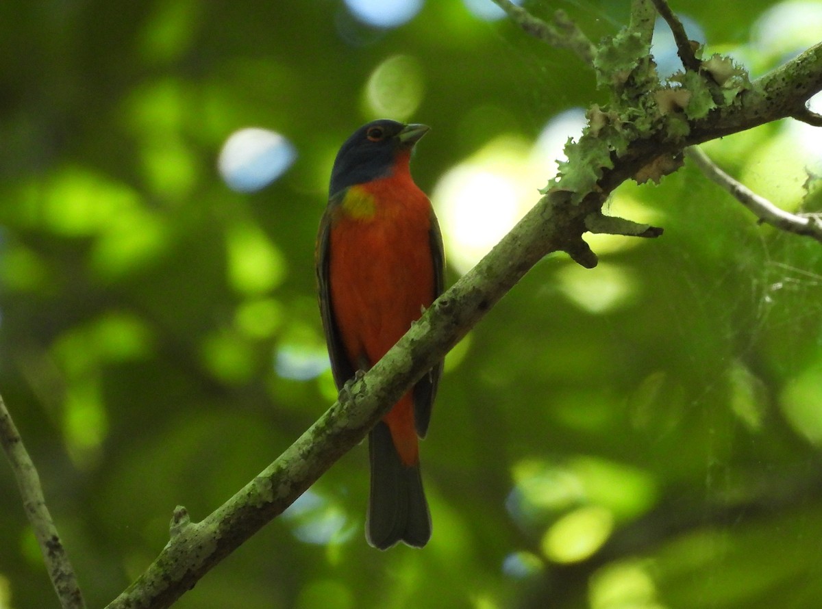 Painted Bunting - ML620177669