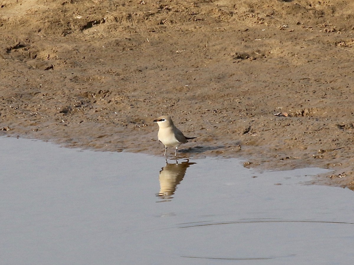 Small Pratincole - ML620177672