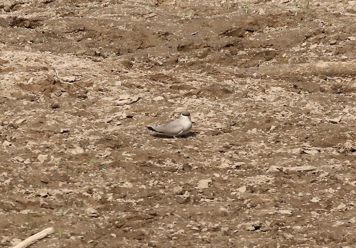 Small Pratincole - ML620177680