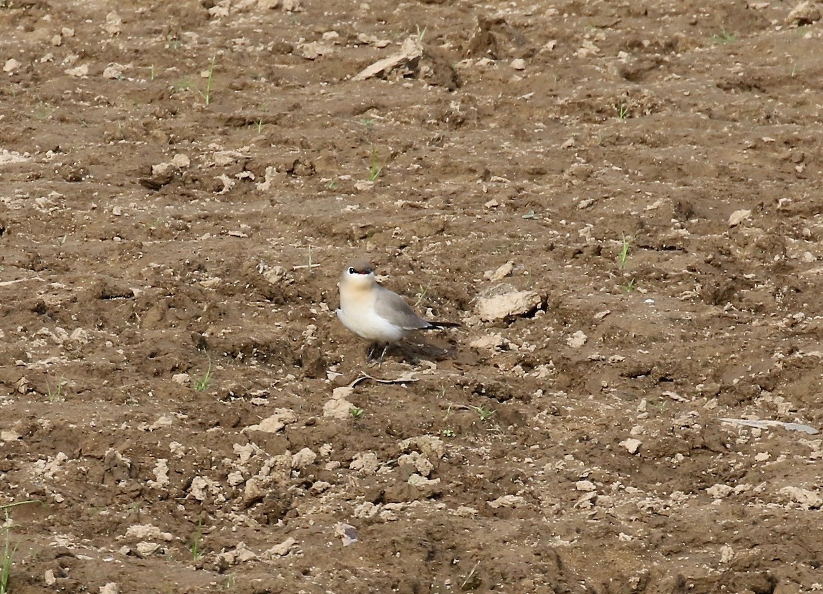 Small Pratincole - ML620177686