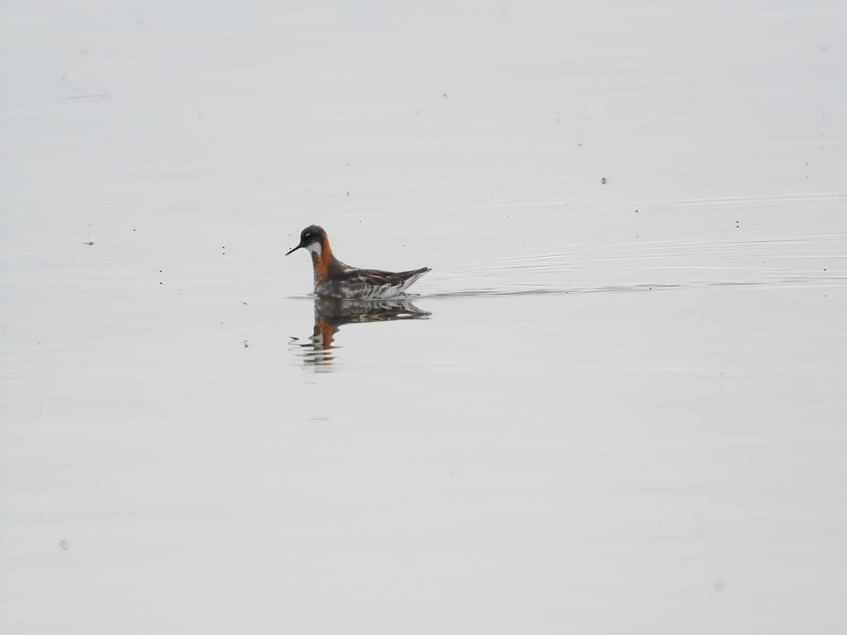 Phalarope à bec étroit - ML620177699