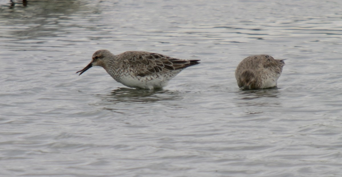 Red Knot - ML620177704