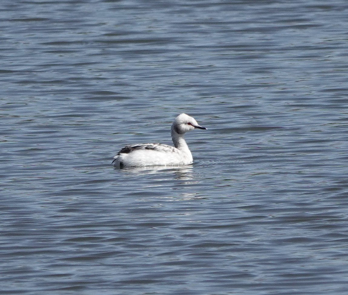 Horned Grebe - ML620177710