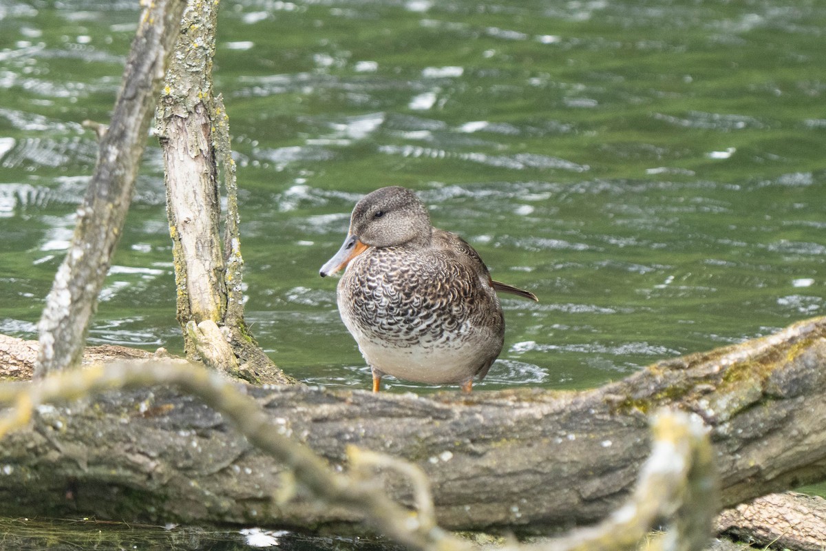 Gadwall - ML620177712