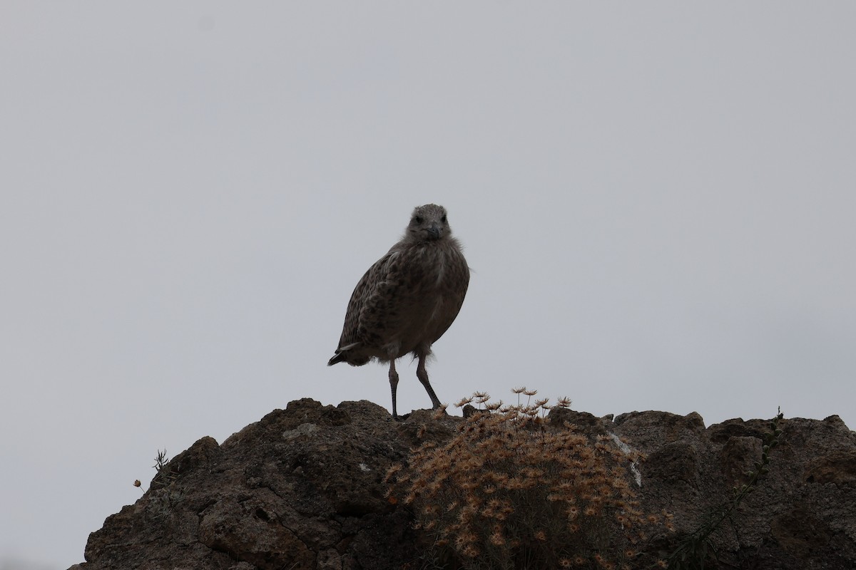 Yellow-legged Gull - ML620177715