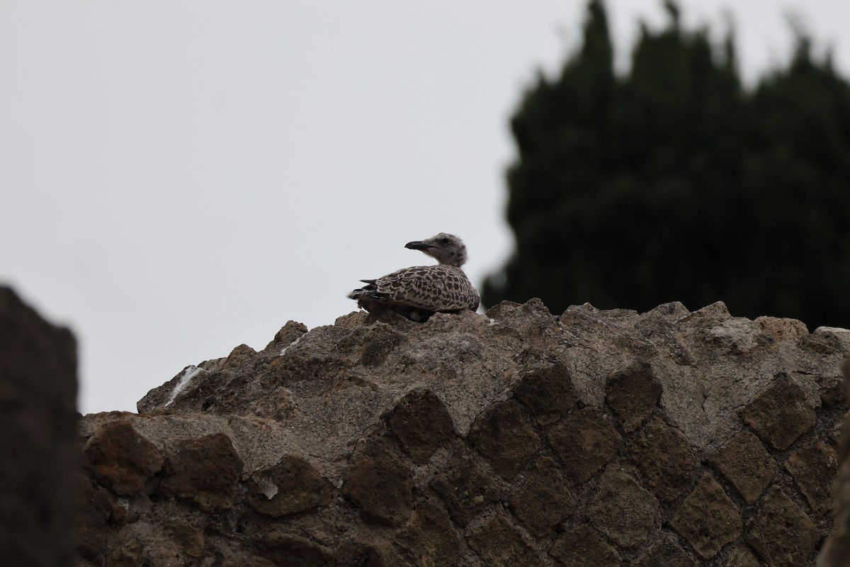 Yellow-legged Gull - ML620177716