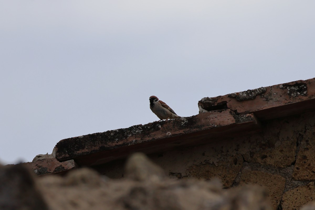 Eurasian Tree Sparrow - ML620177747
